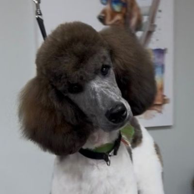 A groomed poodle with a fluffy brown head and curly coat stands on a