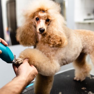A groomer trims a small poodle with a teal electric clipper while holding