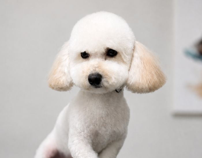 Small dog with a blue bow sitting on a grooming table in a bright salon, facing