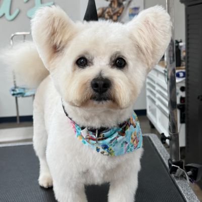 Small white fluffy dog with upright ears and a blue patterned collar