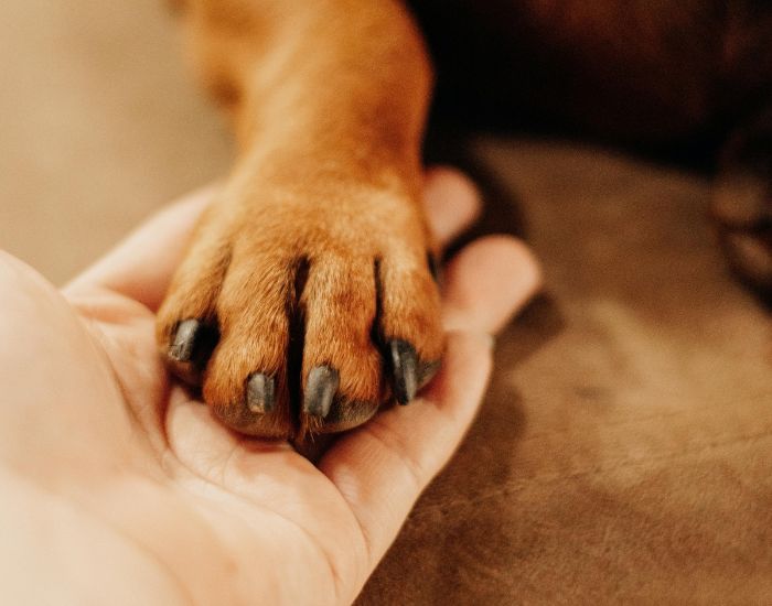 person paw in hand person holding a dog's paw in their hand